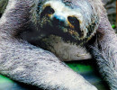 7 Slow moving Sloth in Bolivia 800