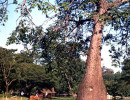 76. pregnant tree of the philippines 800