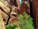 90.  utah desert tree 800