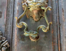 cuba lion 1 800