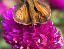 9 Moth perched on a bright red flower 800