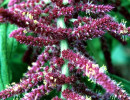 69 can you identify this flower  28  800