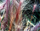 73 colourful stalking weed 800