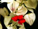 88 help identify this flower . . . 800