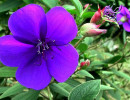 90 help identify this flower . . . 800