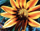 96 can you identify this flower 800