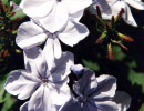 98  can you help identify this flower 800