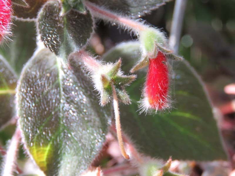 wildflower 1 800