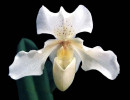 19 paphiopedilum orcid from guatemala 800