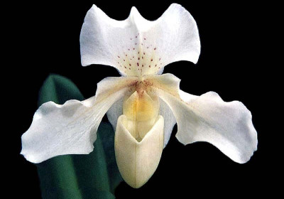 Phragmipedium