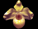 33 phragmipedium orchid from guatemala 800