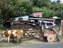 10 cr oxcart 800
