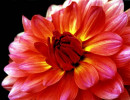 1 brilliant red dahlia blooming in honduras in central america 800ccc