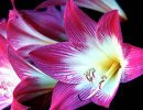 17 can you identify this flower  5  800