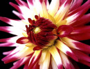 3 can you identify this flower 800