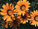 33 can you identify this flower  10  800