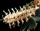 47 can you identify this flower  18  800