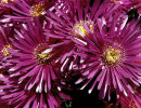 5 aster from el salvador 800