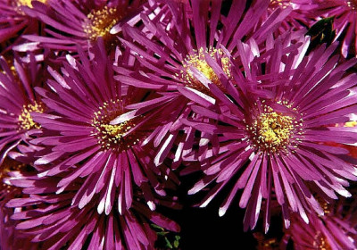 Aster