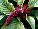 51 can you identify this flower  21  800