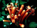 54 can you identify this flower  22  800