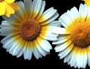 6 chrysanthemum coronarium 800