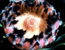 64 can you identify this flower  26  800