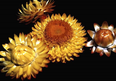Straw flower