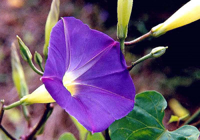 Morning Glory