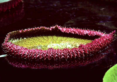 Giant Water Lily
