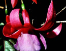 62 a fushia flower from australia 800