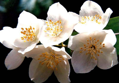 Rhododendron