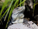 iguana